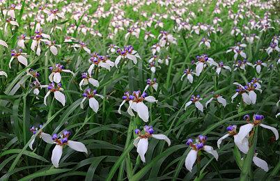 不买就不是真粉？《无主之地4》遭大规模抵制、《无主之地3》遭差评轰炸